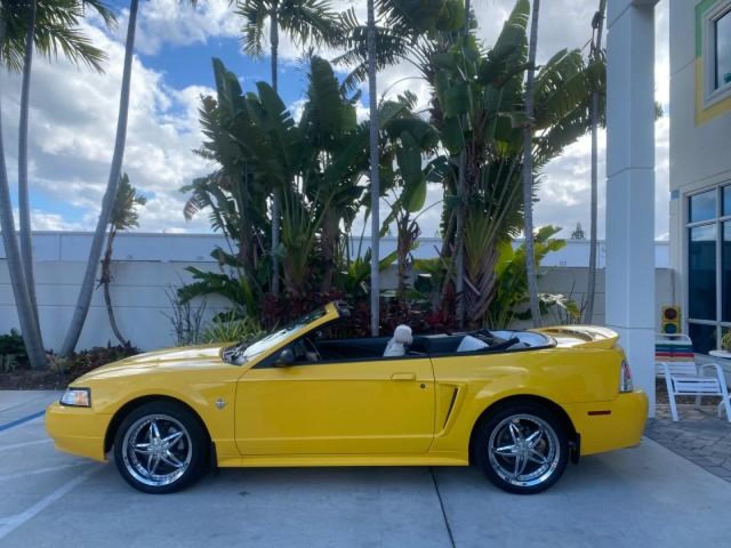 1999 Chrome Yellow /Oxford White Ford Mustang GT LOW MILES 8,145 1 OWNER FL CONV (1FAFP45X3XF) with an 4.6L SOHC SMPI V8 Engine engine, Automatic transmission, located at 4701 North Dixie Hwy, Pompano Beach, FL, 33064, (954) 422-2889, 26.240938, -80.123474 - OUR WEBPAGE FLORIDACARS1.COM HAS OVER 100 PHOTOS AND FREE CARFAX LINK 1999 FORD MUSTANG GT 1 OWNER VIN: 1FAFP45X3XF127745 1 F A F P 4 5 X 3 X F 1 2 7 7 4 5 CONVERTIBLE 4.6L V8 F SOHC 16V GASOLINE 24 MPG REAR WHEEL DRIVE Features ABS Brakes Air Conditioning Alloy Wheels AM/FM Stereo Automatic Transmi - Photo#60